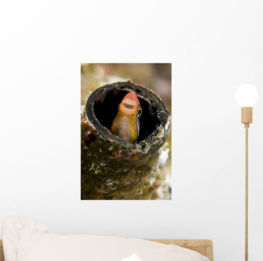 Orange Blenny Peeking out Wall Decal