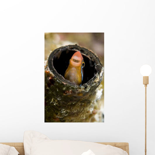 Orange Blenny Peeking out Wall Decal