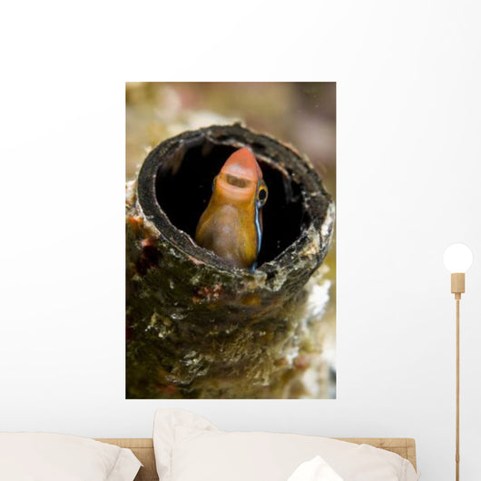 Orange Blenny Peeking out Wall Decal