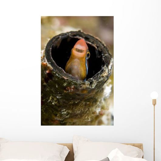 Orange Blenny Peeking out Wall Decal