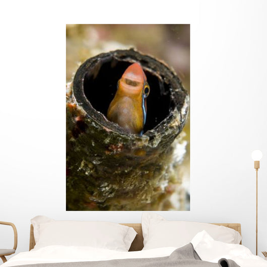 Orange Blenny Peeking out Wall Decal