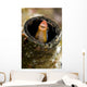 Orange Blenny Peeking out Wall Decal