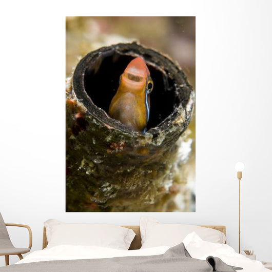 Orange Blenny Peeking out Wall Decal