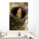 Orange Blenny Peeking out Wall Decal