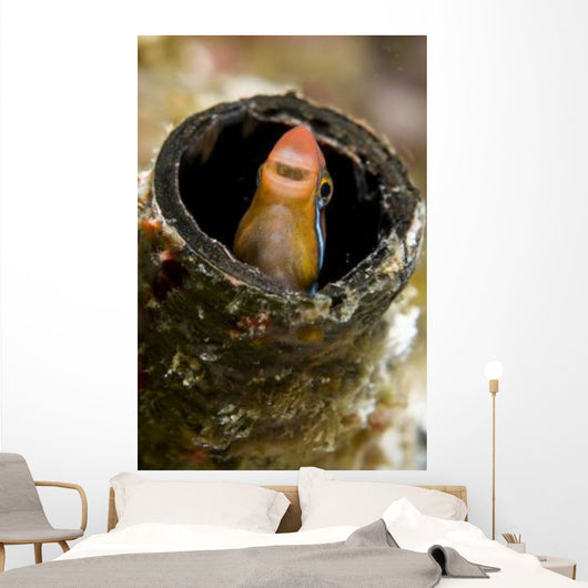 Orange Blenny Peeking out Wall Decal
