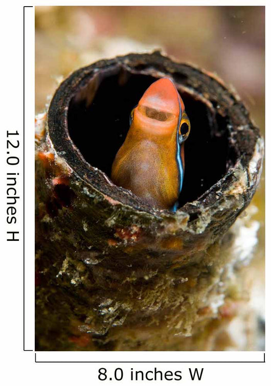 Orange Blenny Peeking out Wall Decal