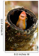Orange Blenny Peeking out Wall Decal