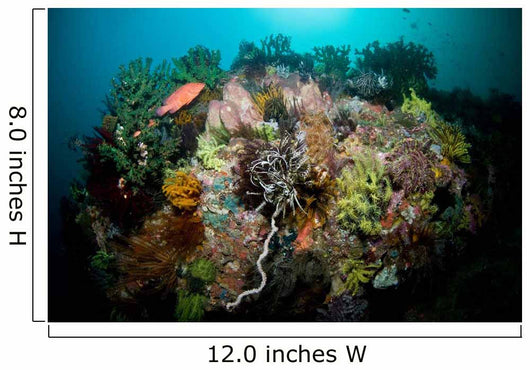 Colorful Reef Scene Komodo Wall Decal Design 3