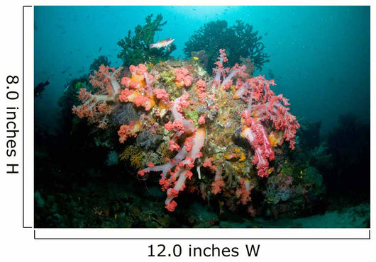 Colorful Reef Scene Komodo Wall Decal Design 2