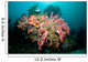 Colorful Reef Scene Komodo Wall Decal Design 2