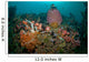 Colorful Reef Scene Komodo Wall Decal