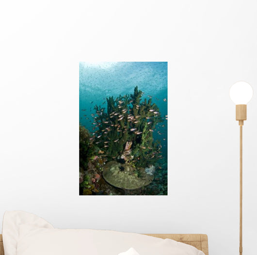 School Brown Cardinal Fish Wall Decal