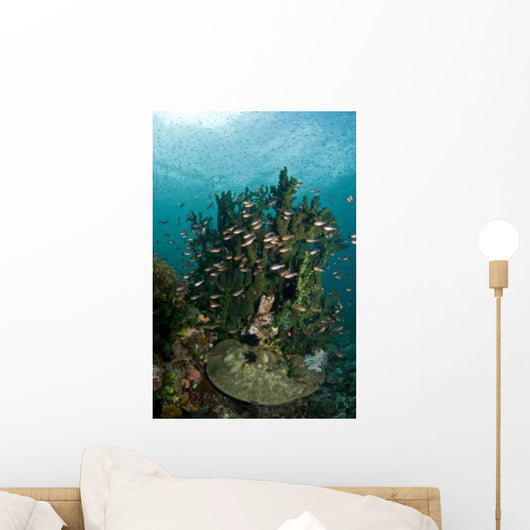 School Brown Cardinal Fish Wall Decal