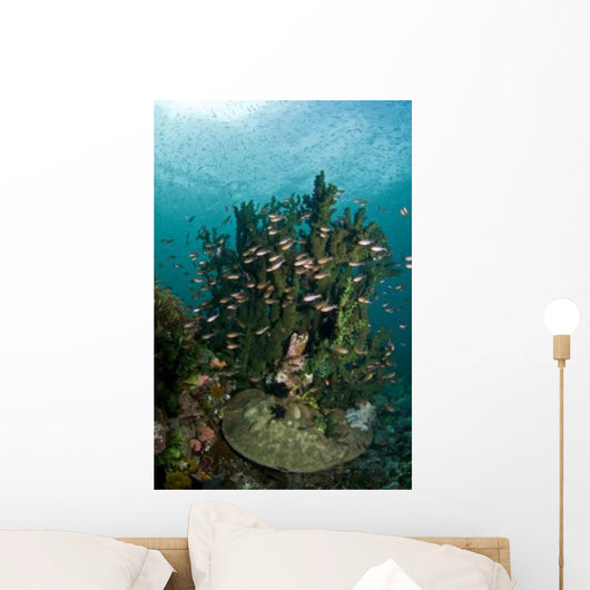 School Brown Cardinal Fish Wall Decal