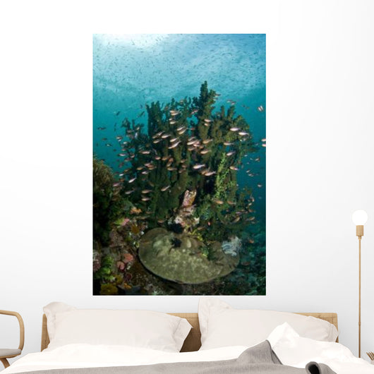 School Brown Cardinal Fish Wall Decal