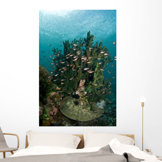 School Brown Cardinal Fish Wall Decal