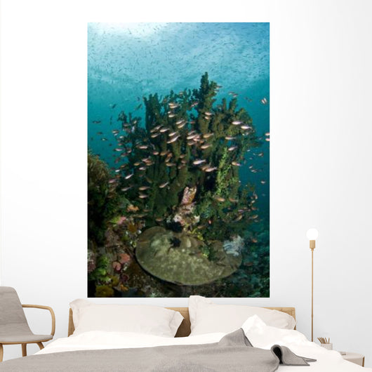 School Brown Cardinal Fish Wall Decal