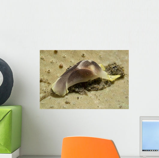 Yellow and Brown Headshield Wall Decal Design 2