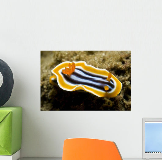 Chromodoris Magnifica Nudibranch Komodo Wall Decal