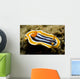 Chromodoris Magnifica Nudibranch Komodo Wall Decal