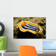 Chromodoris Magnifica Nudibranch Komodo Wall Decal