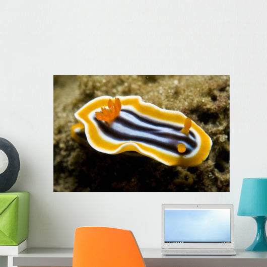 Chromodoris Magnifica Nudibranch Komodo Wall Decal