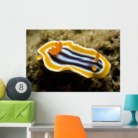 Chromodoris Magnifica Nudibranch Komodo Wall Decal