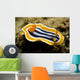 Chromodoris Magnifica Nudibranch Komodo Wall Decal