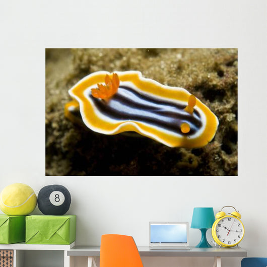 Chromodoris Magnifica Nudibranch Komodo Wall Decal