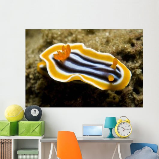 Chromodoris Magnifica Nudibranch Komodo Wall Decal