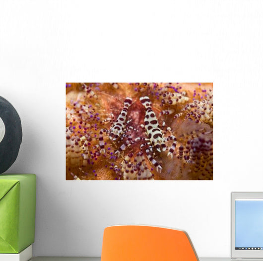Spotted Periclimenes Colemani Shrimp Wall Decal