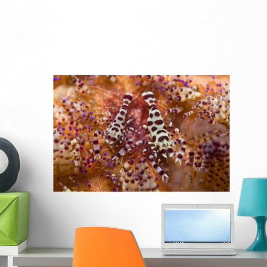 Spotted Periclimenes Colemani Shrimp Wall Decal