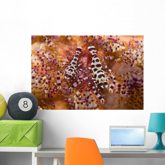 Spotted Periclimenes Colemani Shrimp Wall Decal