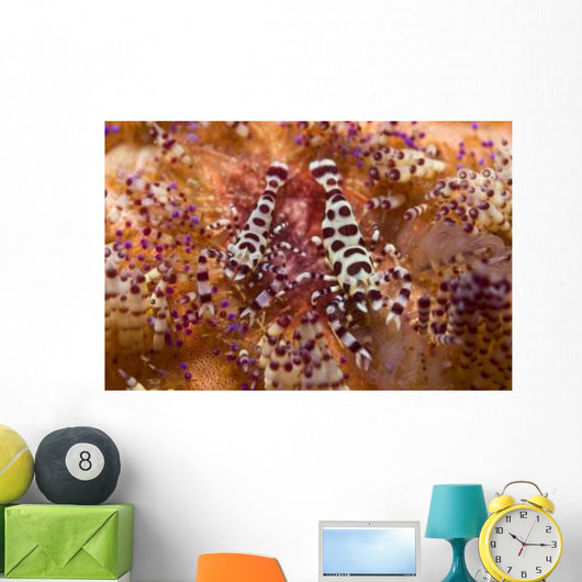 Spotted Periclimenes Colemani Shrimp Wall Decal