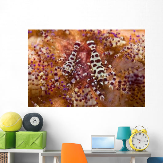 Spotted Periclimenes Colemani Shrimp Wall Decal
