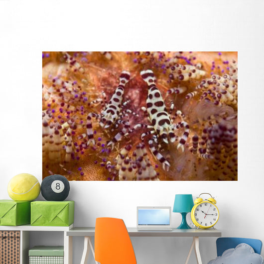 Spotted Periclimenes Colemani Shrimp Wall Decal