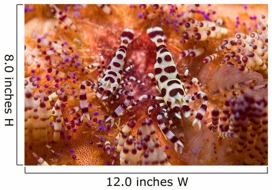 Spotted Periclimenes Colemani Shrimp Wall Decal