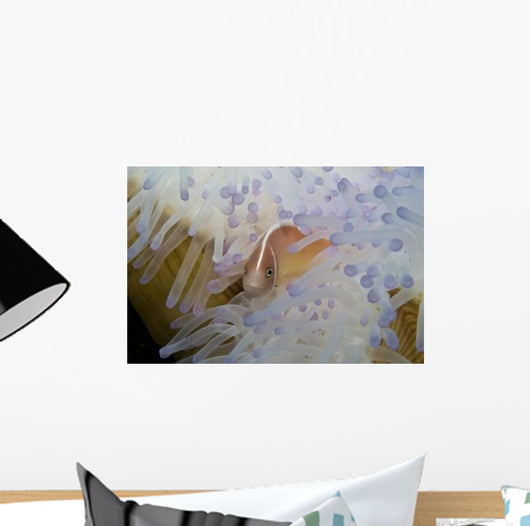 Pink Clownfish White and Wall Decal
