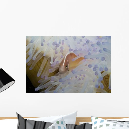 Pink Clownfish White and Wall Decal