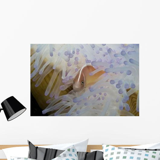 Pink Clownfish White and Wall Decal