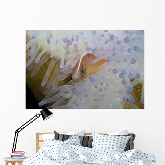 Pink Clownfish White and Wall Decal