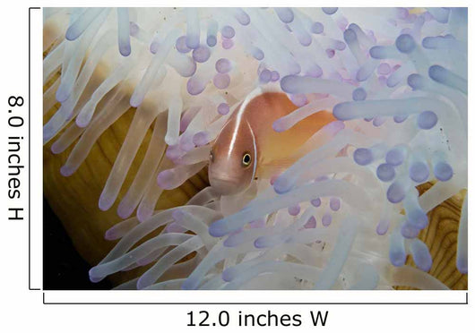 Pink Clownfish White and Wall Decal