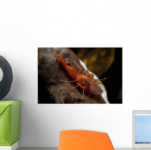 Red Shrimp with Green Wall Decal