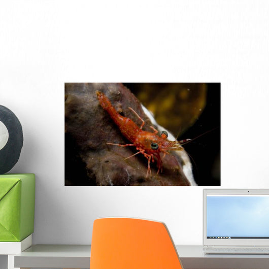Red Shrimp with Green Wall Decal