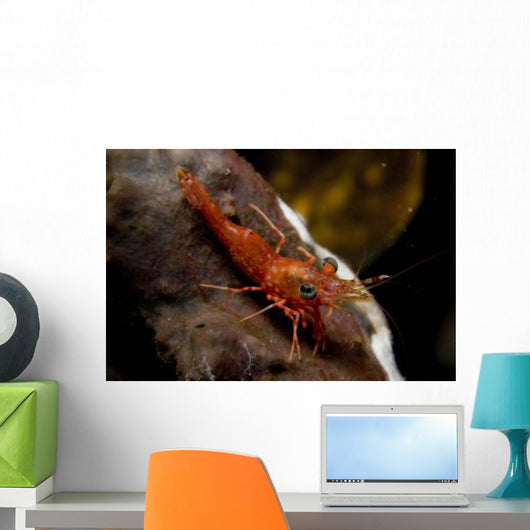 Red Shrimp with Green Wall Decal