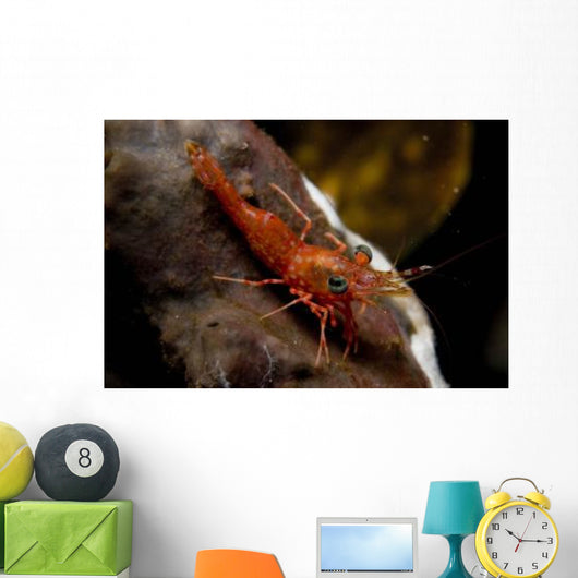 Red Shrimp with Green Wall Decal