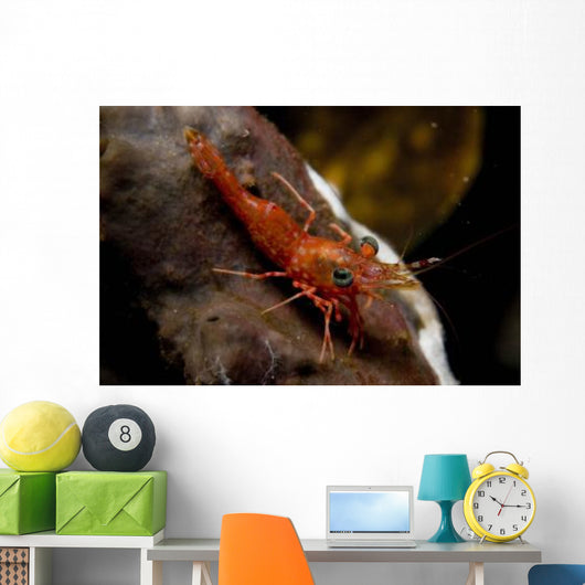 Red Shrimp with Green Wall Decal