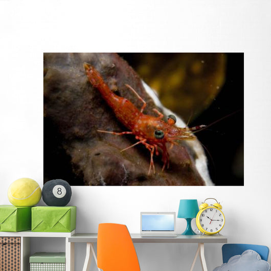 Red Shrimp with Green Wall Decal