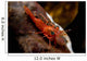Red Shrimp with Green Wall Decal