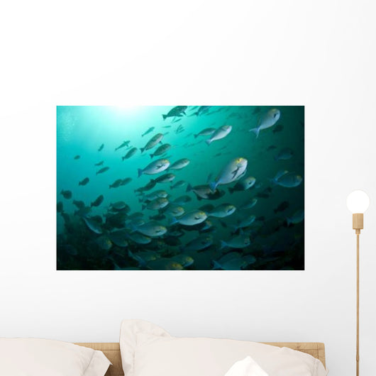 School Yellow Masked Surgeonfish Wall Decal